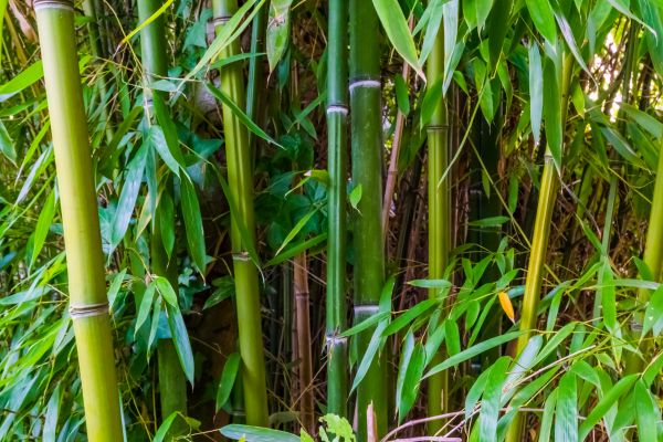 Cost of Bamboo Trimming in Long Beach
