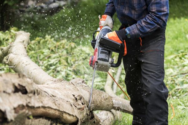 Cost of Branch Removal Service in Long Beach