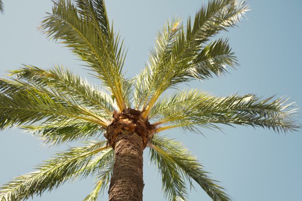 Palm Tree Pruning in Long Beach
