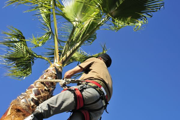 Palm Tree Trimming in Long Beach