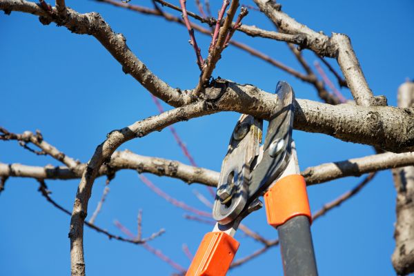 Residential Tree Service in Long Beach