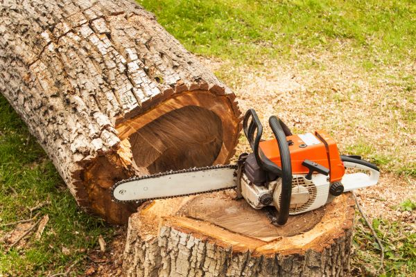 Tree Cutting Service in Long Beach