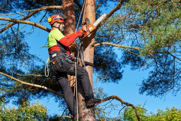 Tree Service in Long Beach