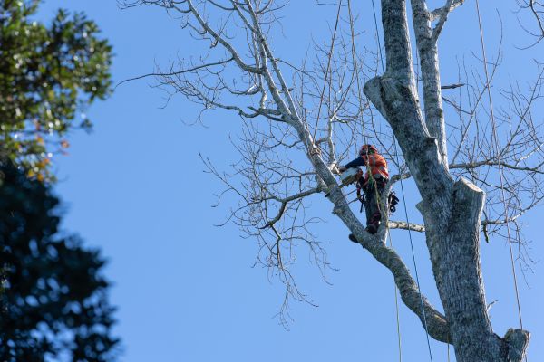 Tree Topping Service in Long Beach
