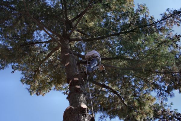 Trimming Service in Long Beach