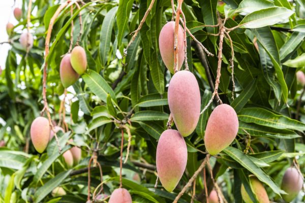 Mango Tree Trimming in Long Beach