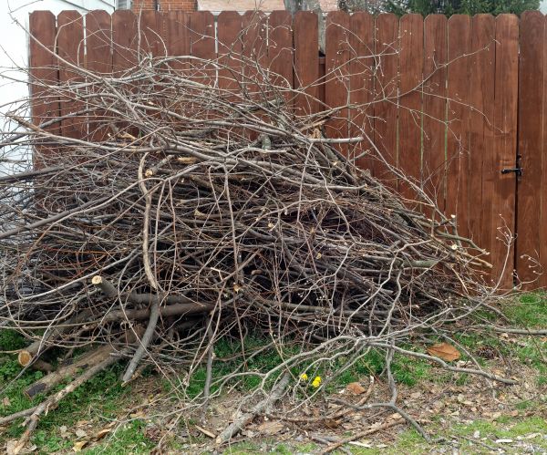 Cost of Dead Branch Removal in Long Beach