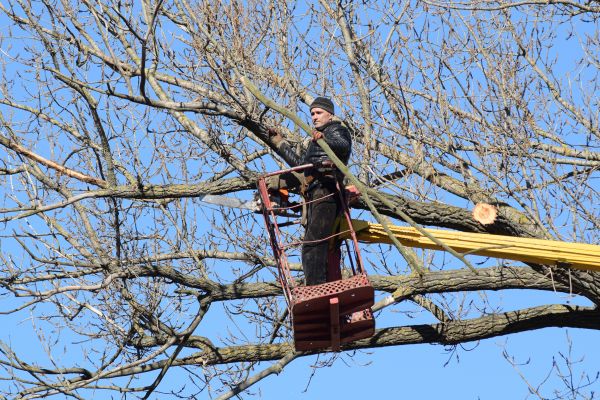 Emergency Tree Trimming in Long Beach