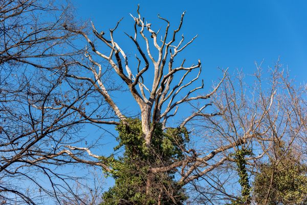Deadwood Removal in Long Beach