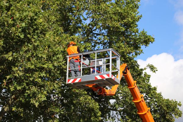 Commercial Tree Service in Long Beach
