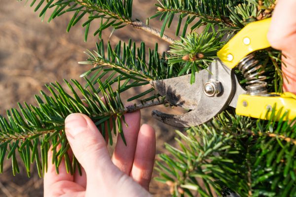 Pine Tree Pruning in Long Beach