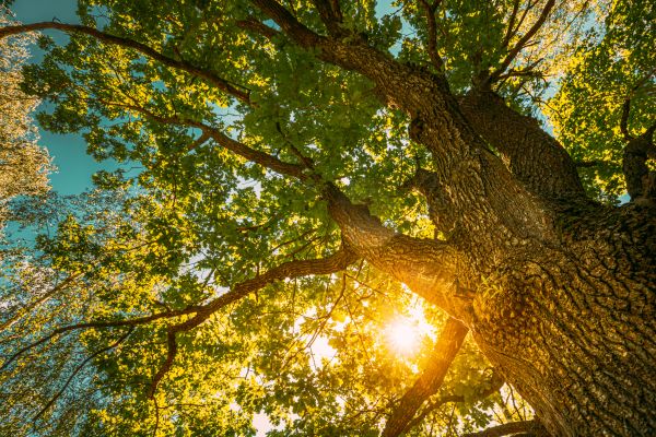 Oak Tree Pruning in Long Beach