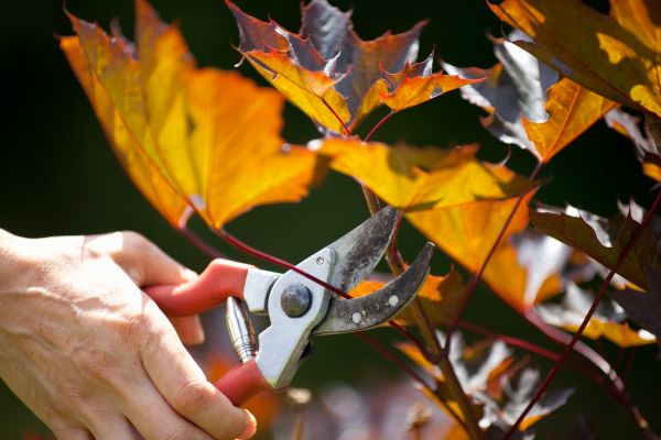 Maple Tree Pruning in Long Beach