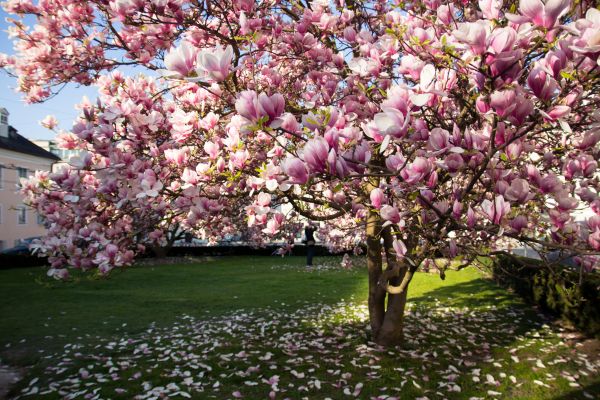 Magnolia Tree Pruning in Long Beach