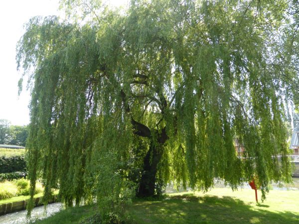 Willow Tree Trimming in Long Beach