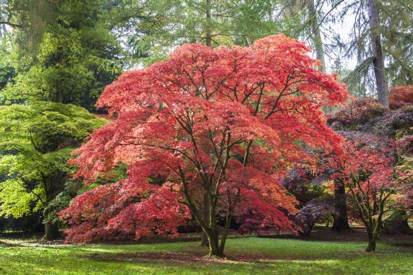 Japanese Maple Pruning in Long Beach