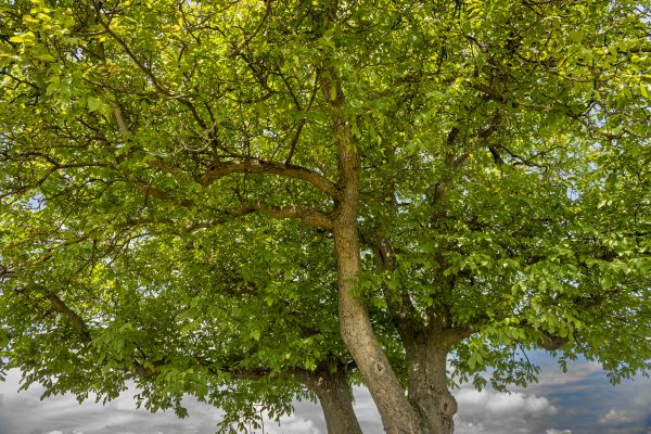 Walnut Tree Trimming in Long Beach