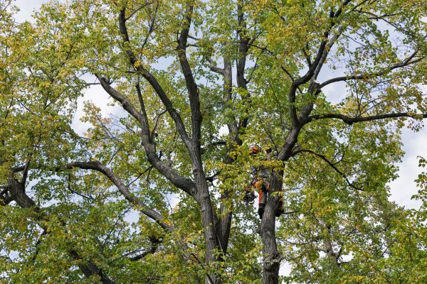 Tree Crown Shaping in Long Beach