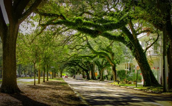 Tree Canopy Thinning in Long Beach