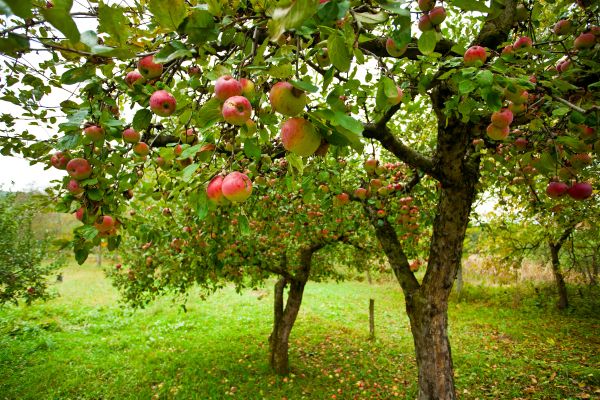 Cost of Apple Tree Pruning in Long Beach