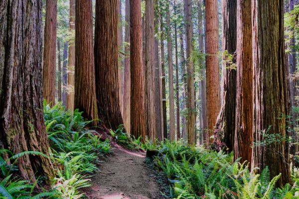 Redwood Tree Trimming in Long Beach