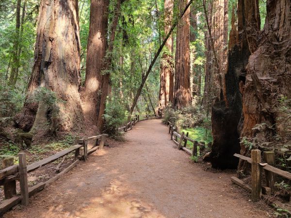 Redwood Tree Pruning in Long Beach