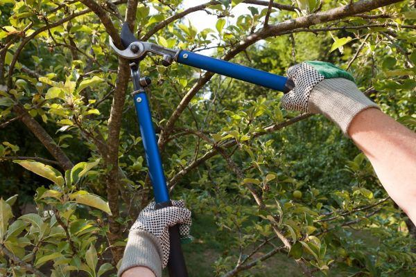 Residential Tree Pruning in Long Beach