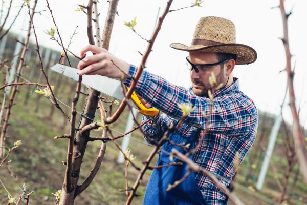 Orchard Tree Pruning in Long Beach