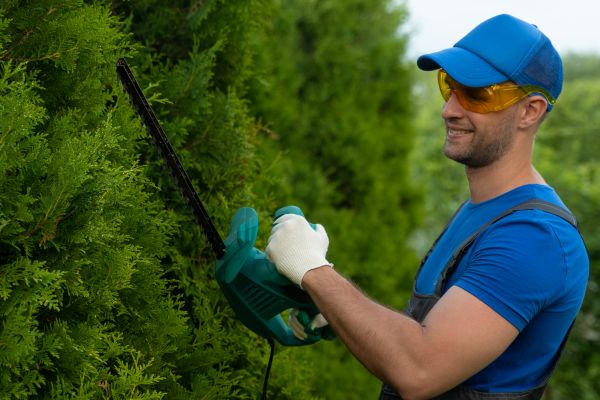 Tree Shaping Service in Long Beach