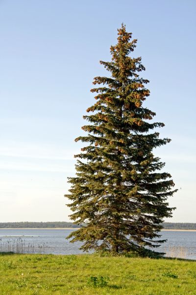 Spruce Tree Pruning in Long Beach