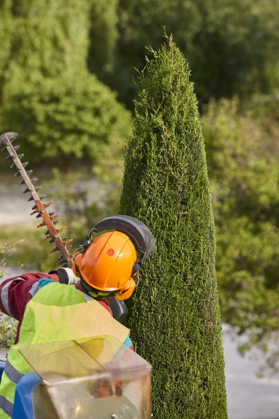 Cost of Cypress Tree Trimming in Long Beach