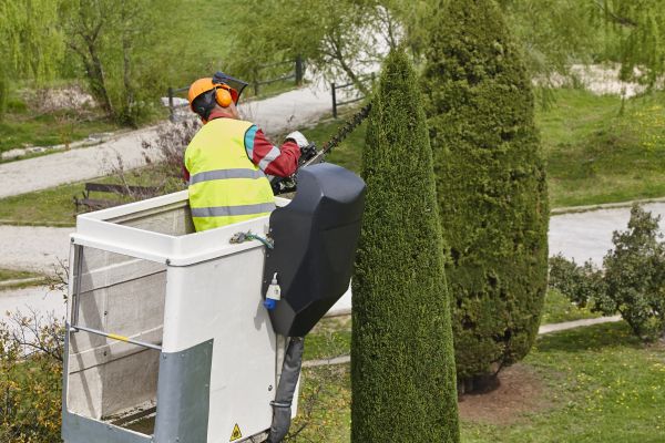 Cost of Cypress Tree Pruning in Long Beach