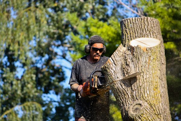 Cost of Ash Tree Pruning in Long Beach
