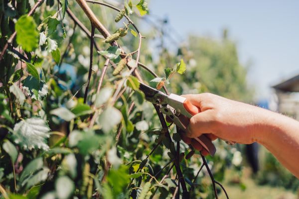 Cost of Birch Tree Pruning in Long Beach