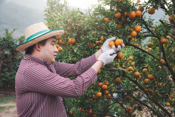 Orange Tree Pruning in Long Beach