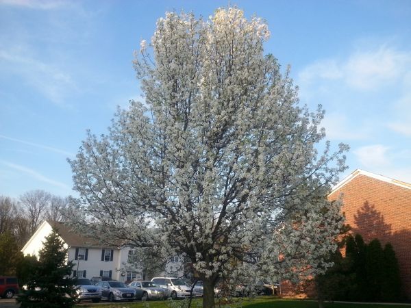 Cost of Bradford Pear Tree Pruning in Long Beach