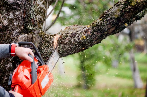 Cost of Branch Cutting Service in Long Beach