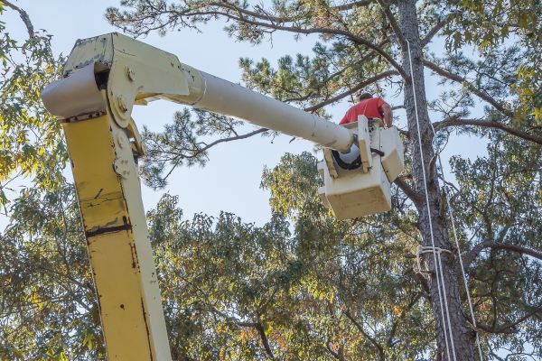 Limbs Trimming in Long Beach