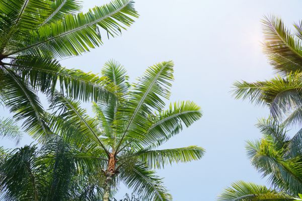 Queen Palm Tree Trimming in Long Beach