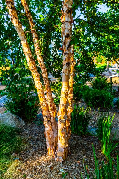 River Birch Trimming in Long Beach