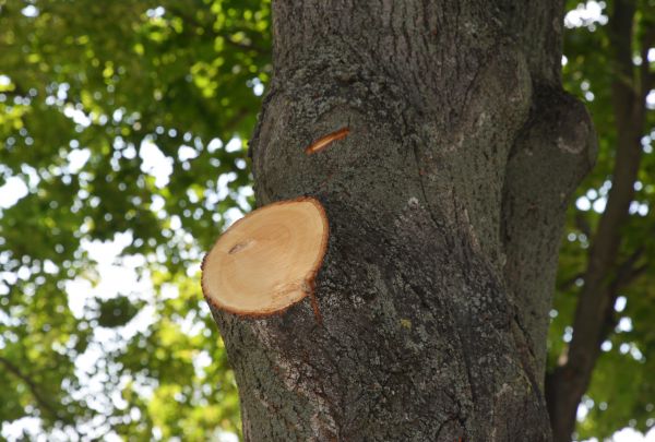 Limb Cutting in Long Beach