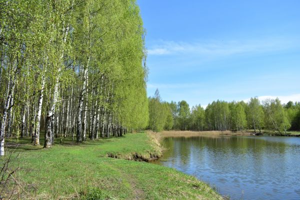 River Birch Pruning in Long Beach