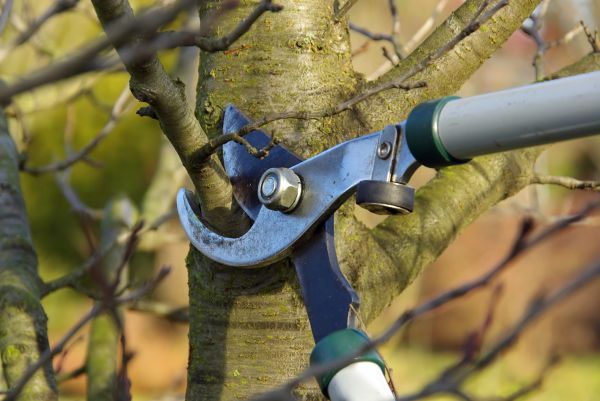 Tree Limb Trimming Service in Long Beach