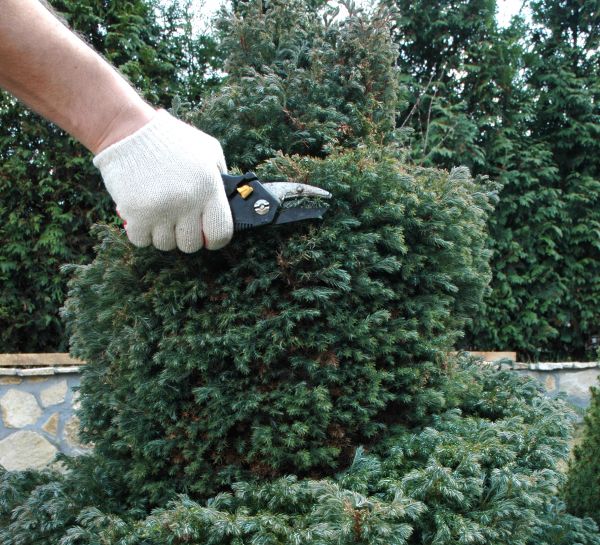 Ornamental Tree Trimming in Long Beach