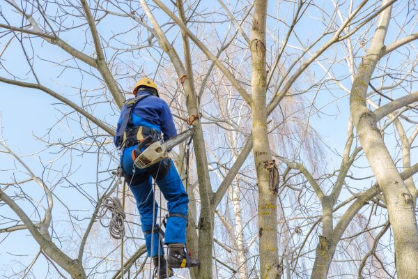 Large Tree Trimming in Long Beach