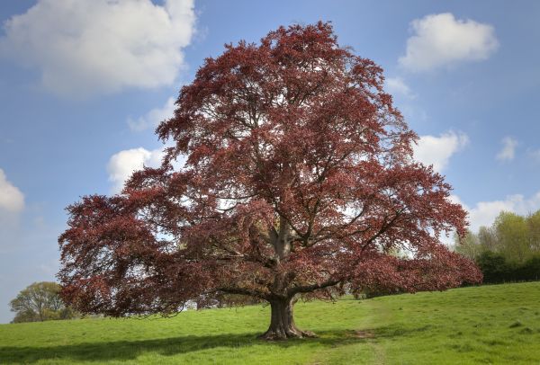 Cost of Beech Tree Pruning in Long Beach