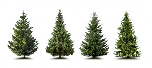 Pine Tree Trimming in Long Beach