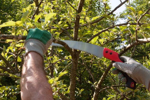Apple Tree Trimming in Long Beach