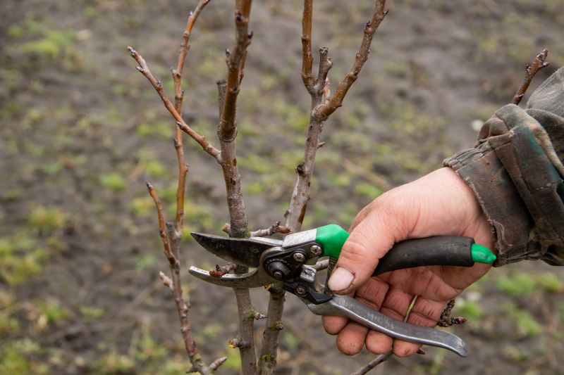 Bradford Pear Tree Pruning
