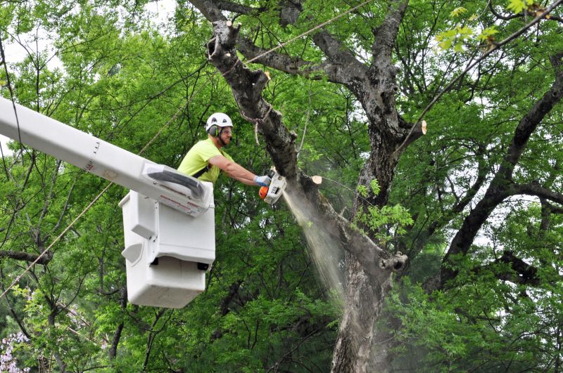 Seasonal Tree Care